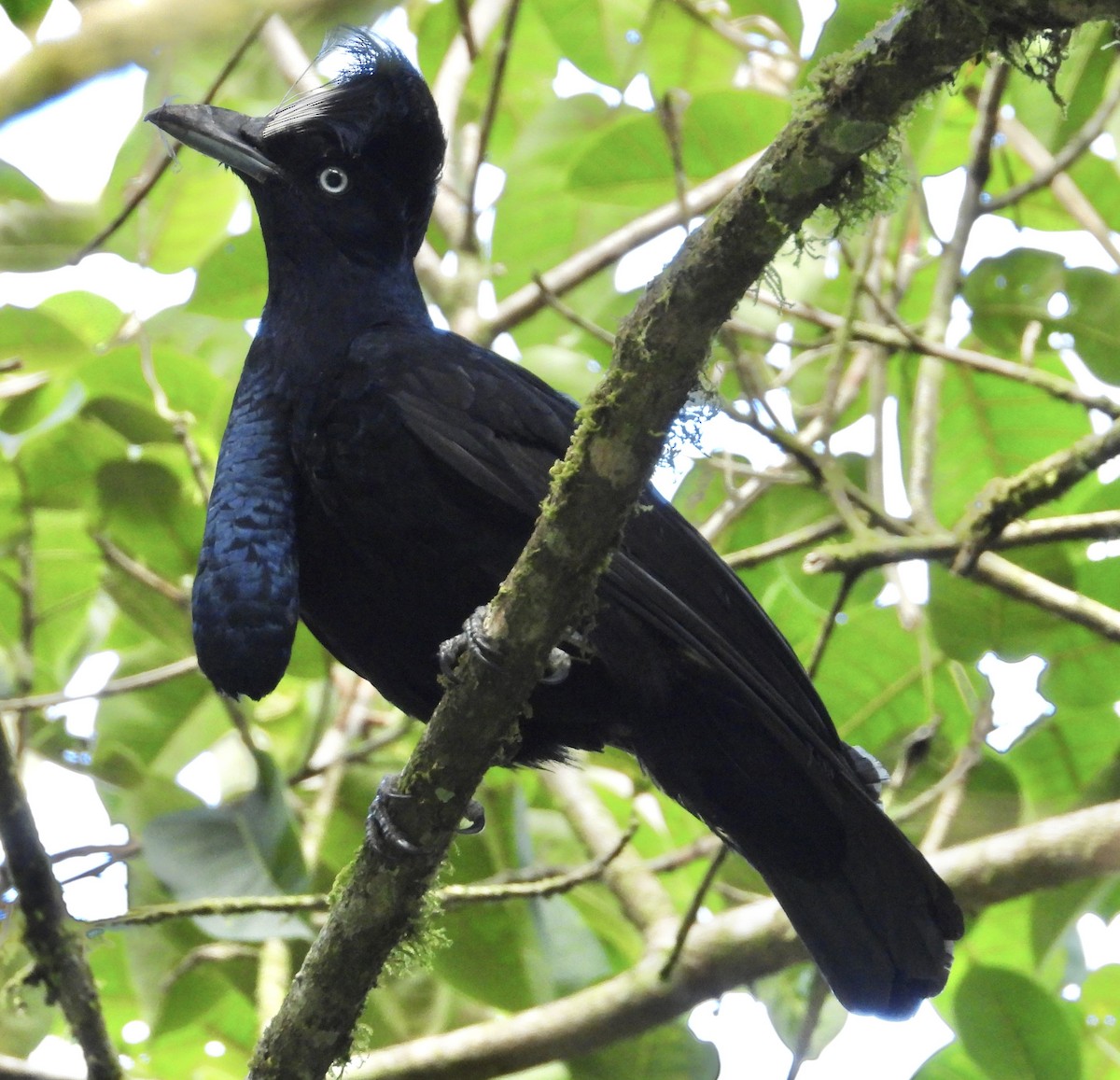 amazonparasollfugl - ML641969389