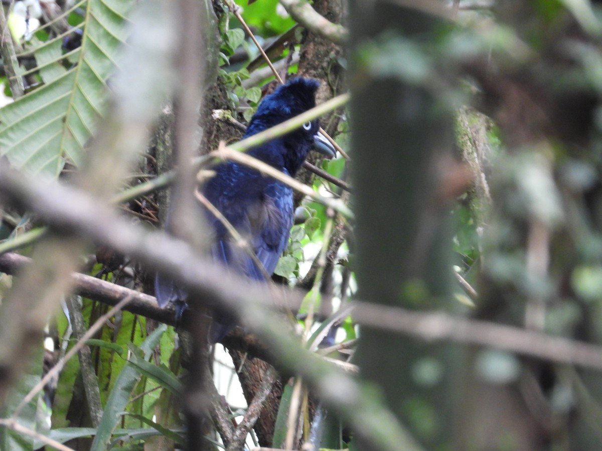amazonparasollfugl - ML641969390