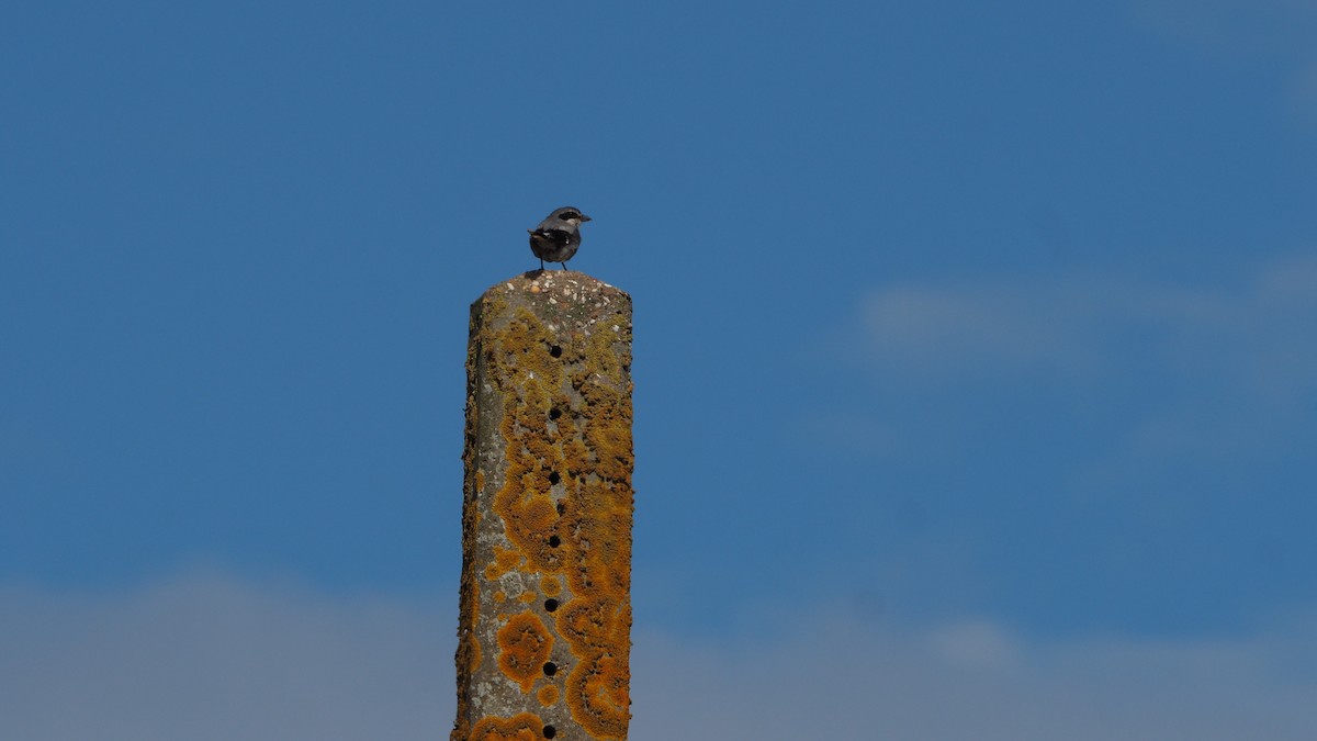 Iberian Gray Shrike - ML641969420