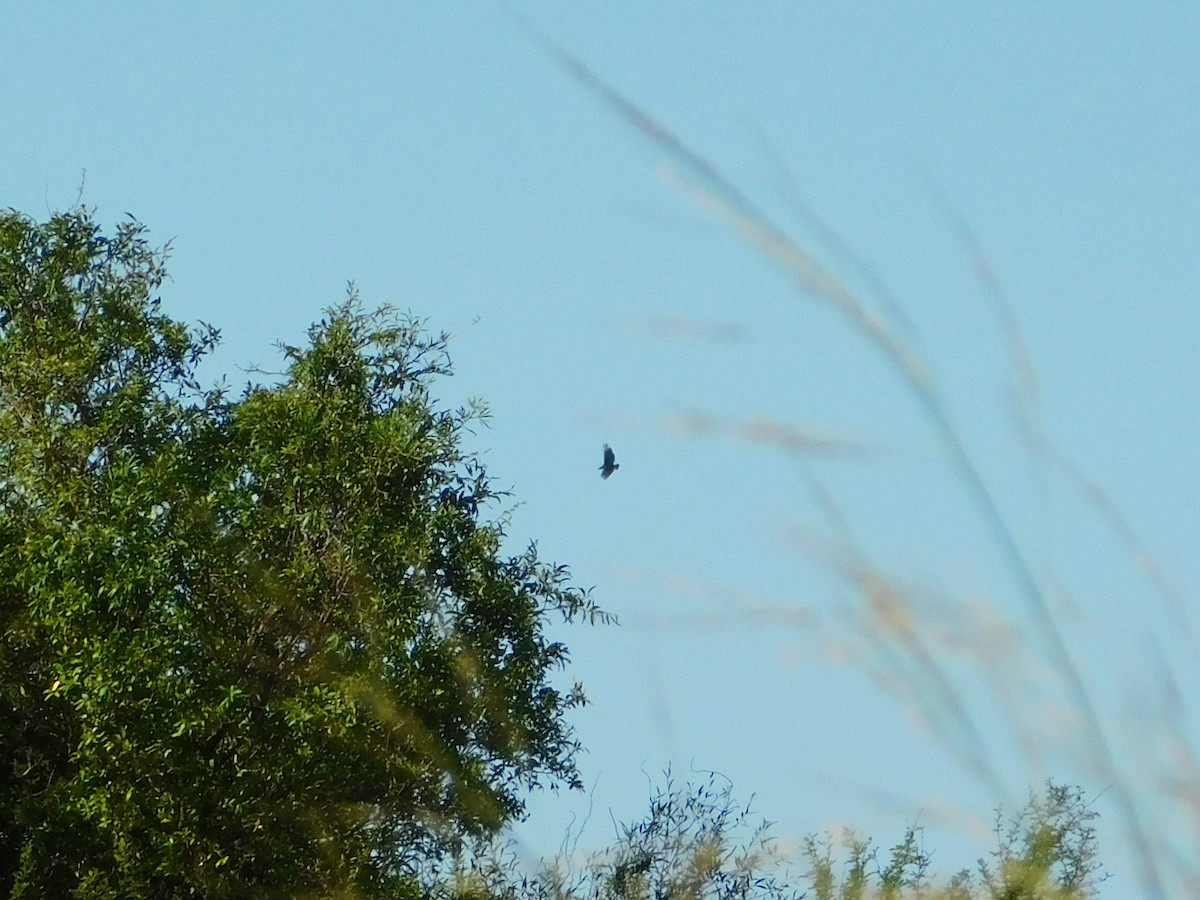 Black Vulture - ML641969428