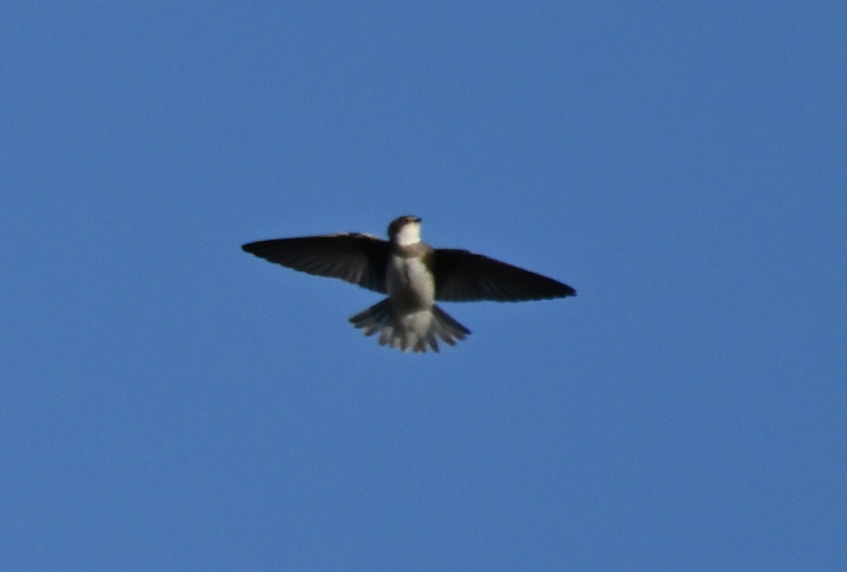 Bank Swallow - ML641969433
