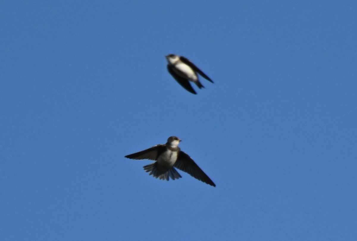 Bank Swallow - ML641969434