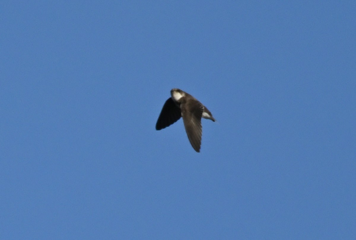 Bank Swallow - ML641969435