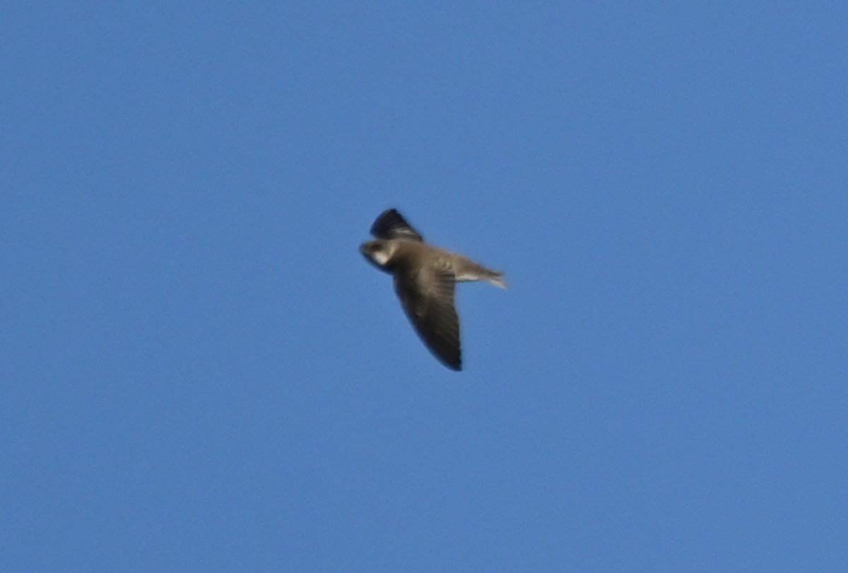 Bank Swallow - ML641969436