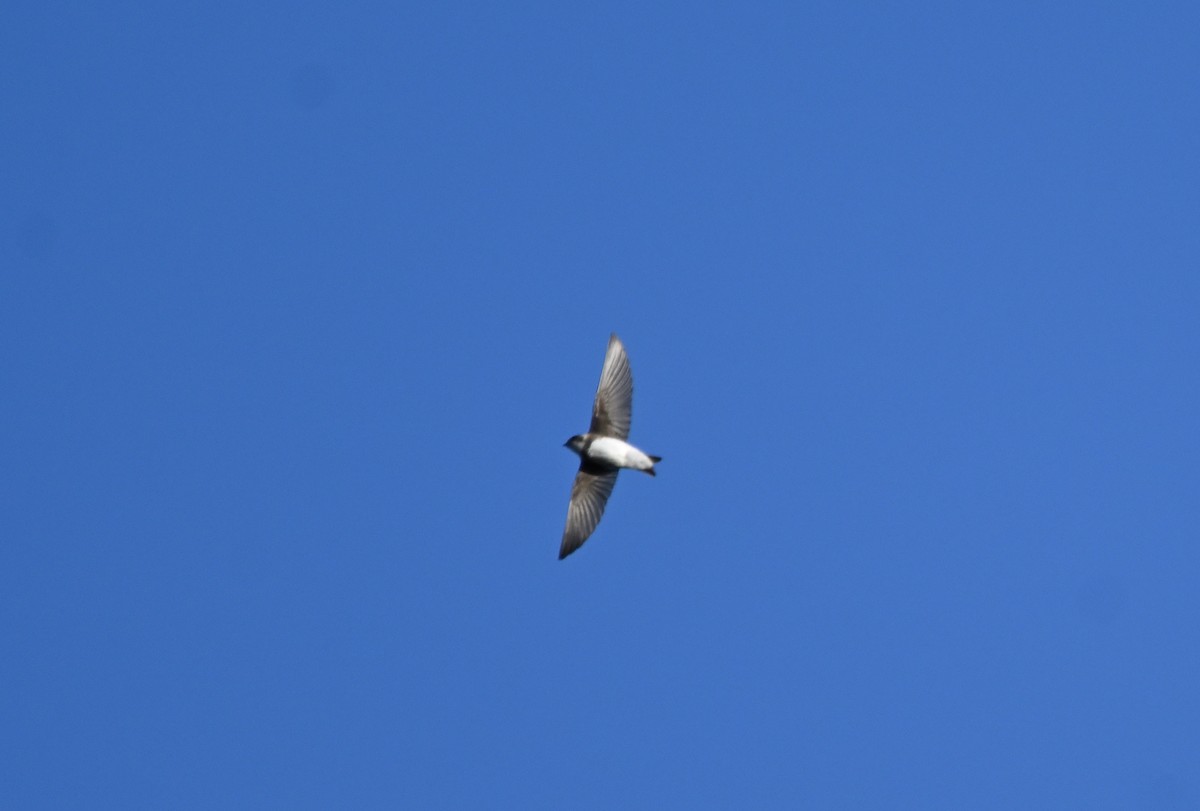 Bank Swallow - ML641969437