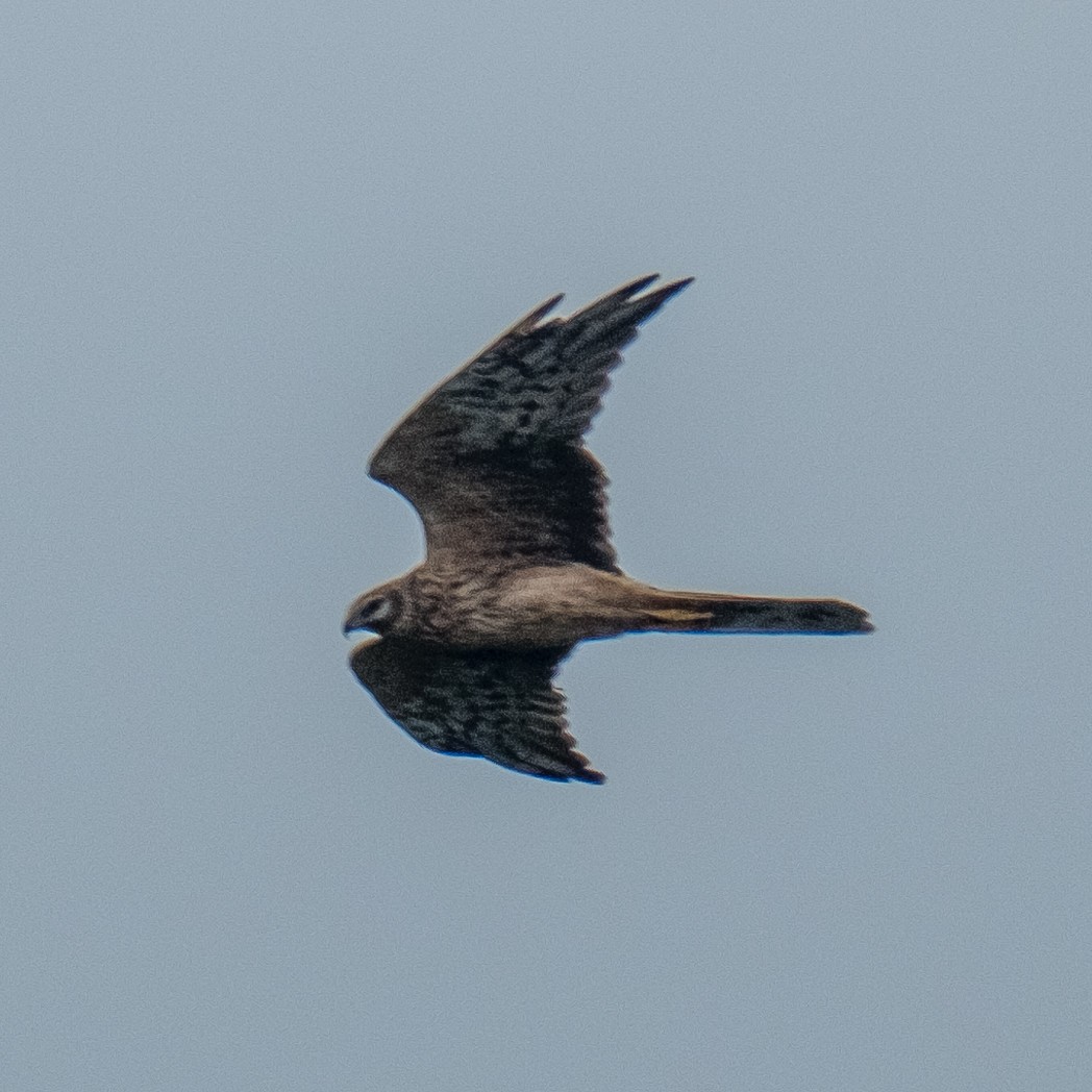 Pallid Harrier - ML641969445