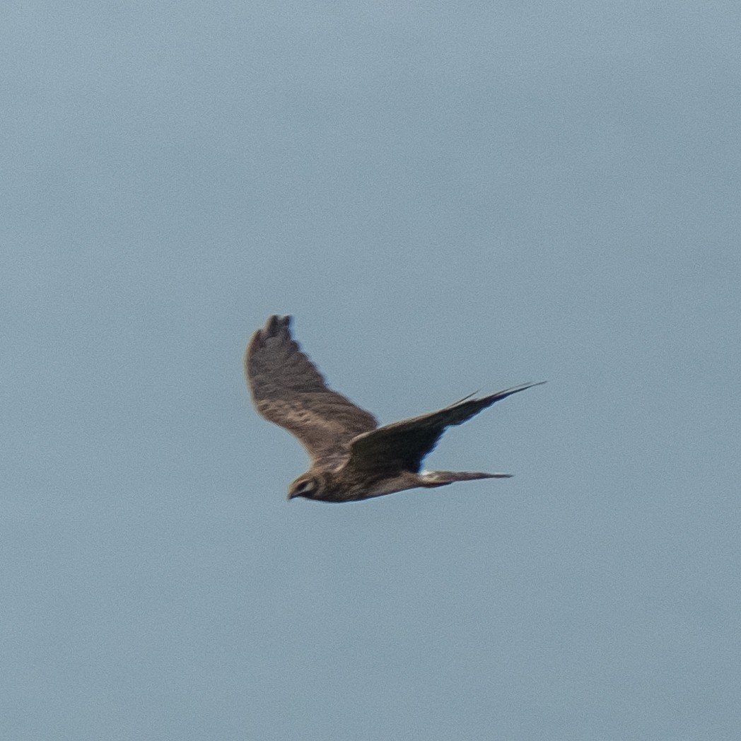 Pallid Harrier - ML641969446