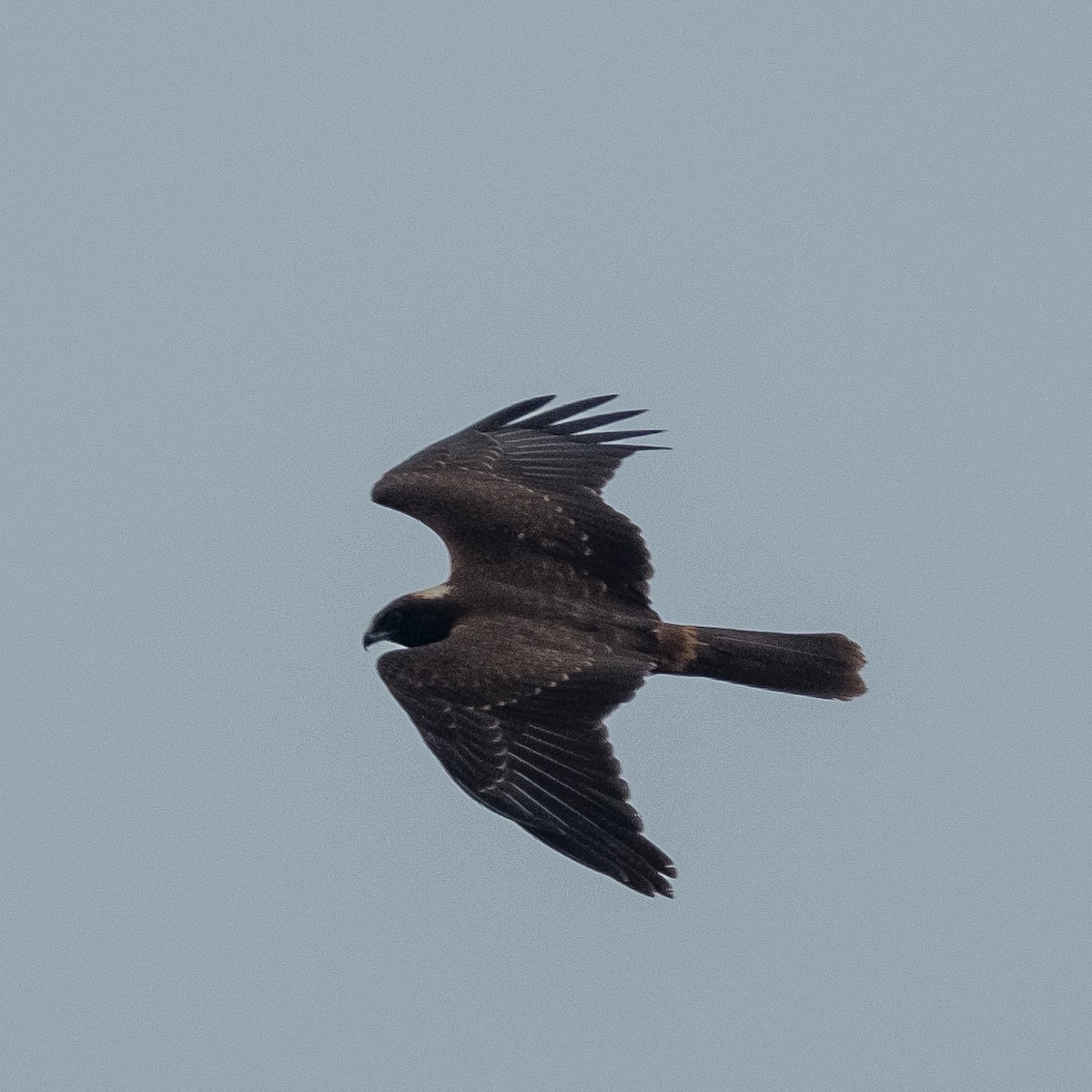 Western Marsh Harrier - ML641969455