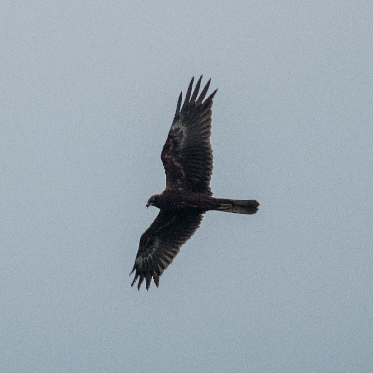 Western Marsh Harrier - ML641969459