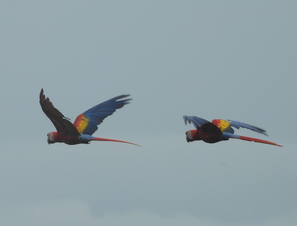 Scarlet Macaw - ML641969520