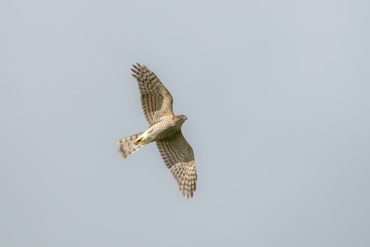 Eurasian Sparrowhawk - ML641969566