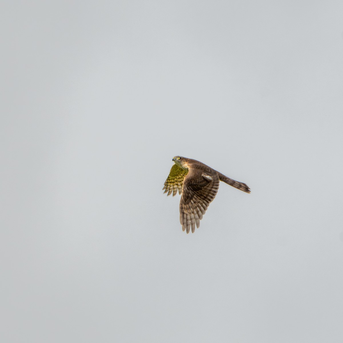 Eurasian Sparrowhawk - ML641969567
