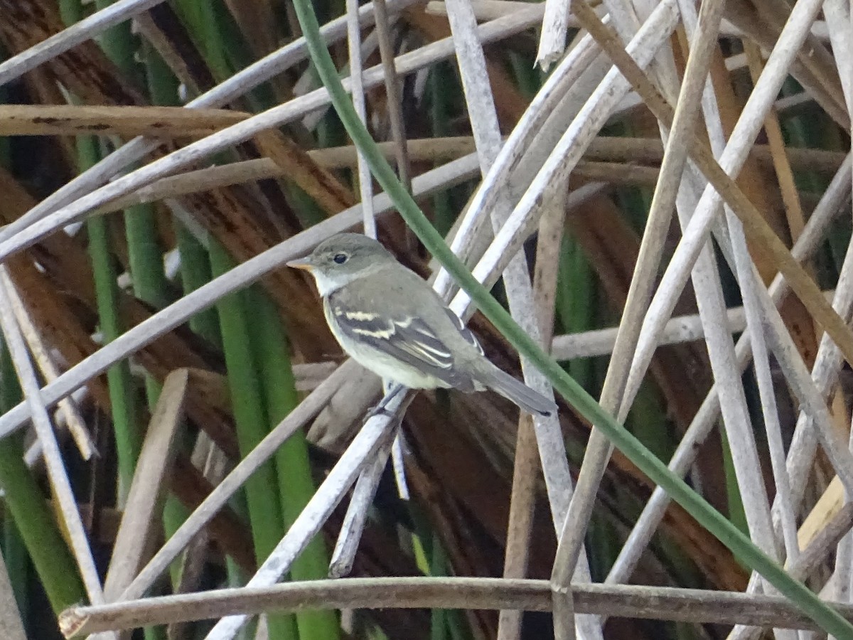 Alder Flycatcher - ML641969569