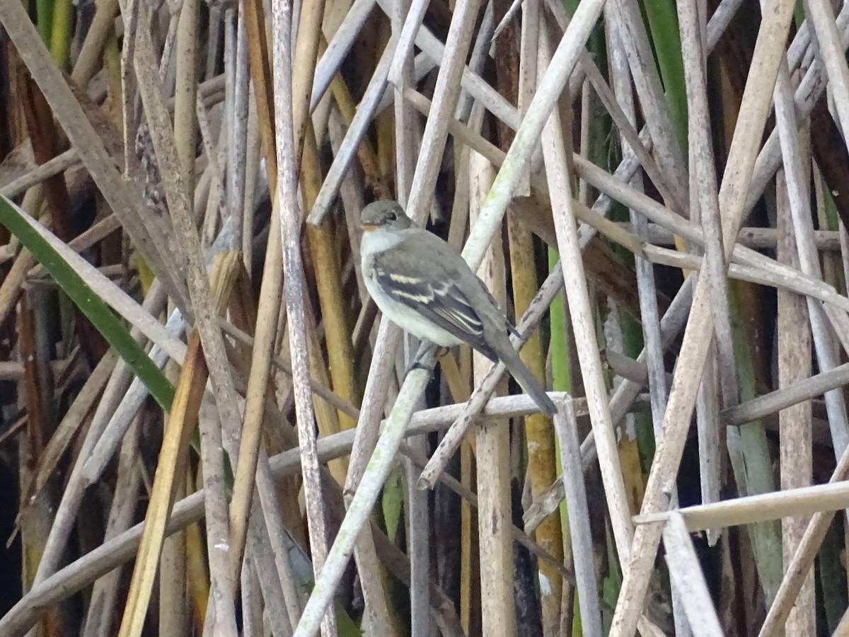 Alder Flycatcher - ML641969570