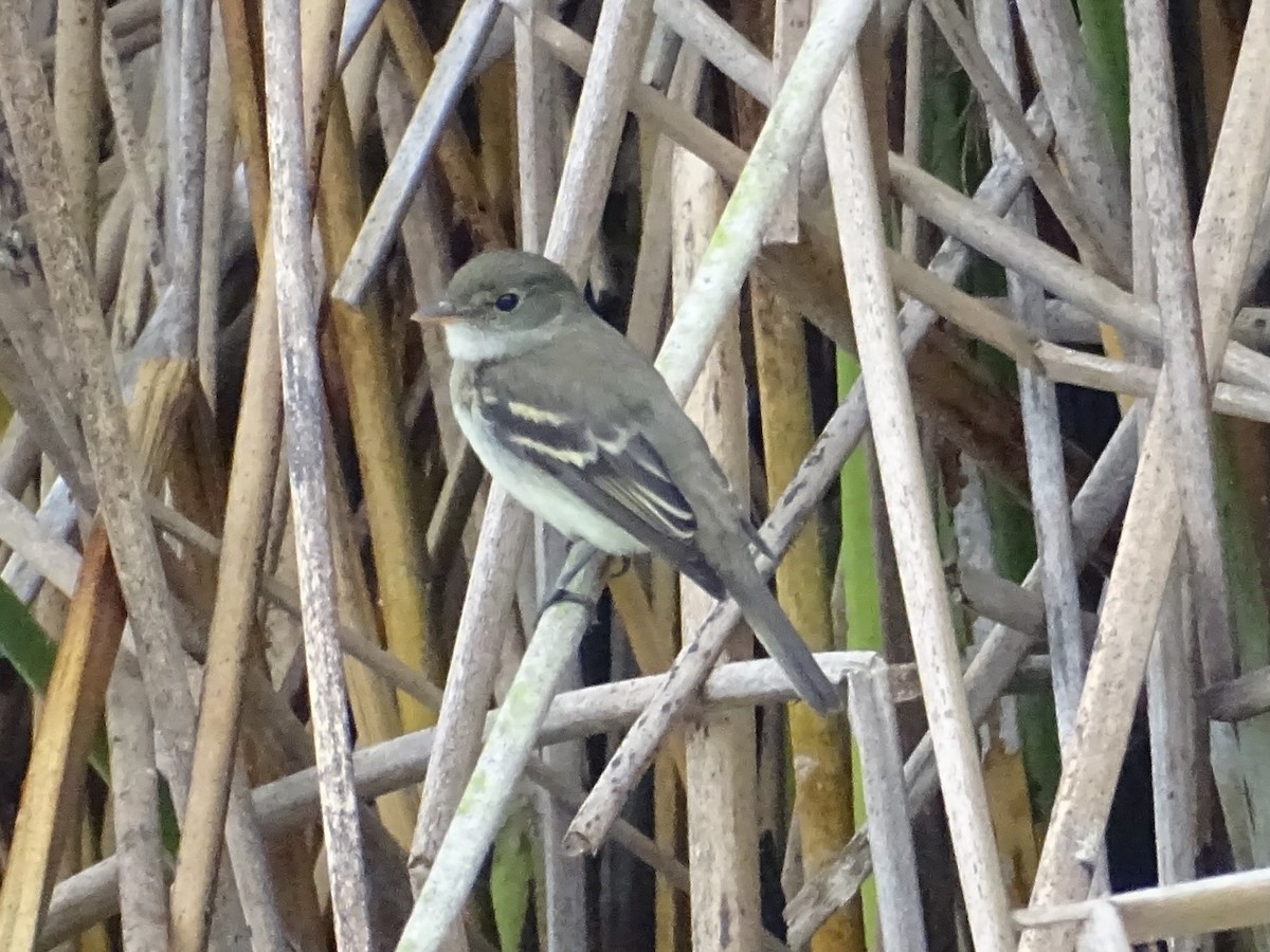 Alder Flycatcher - ML641969571
