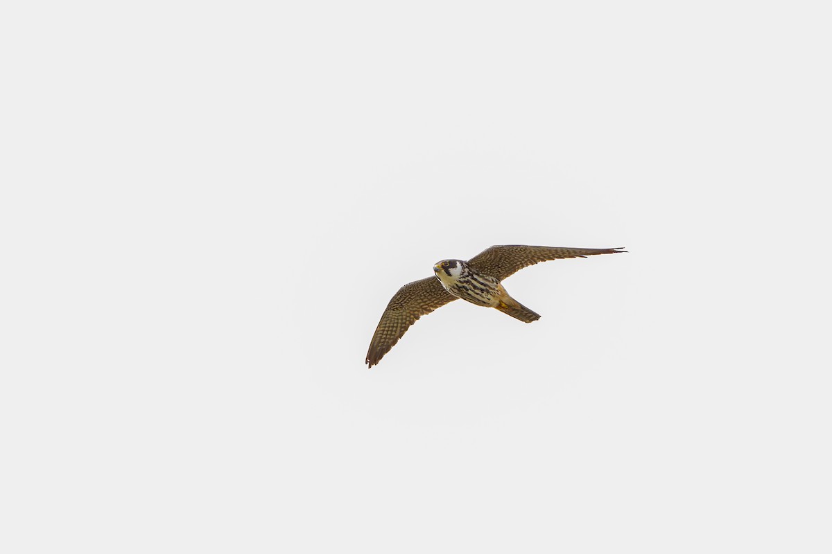 Eurasian Hobby - ML641969584