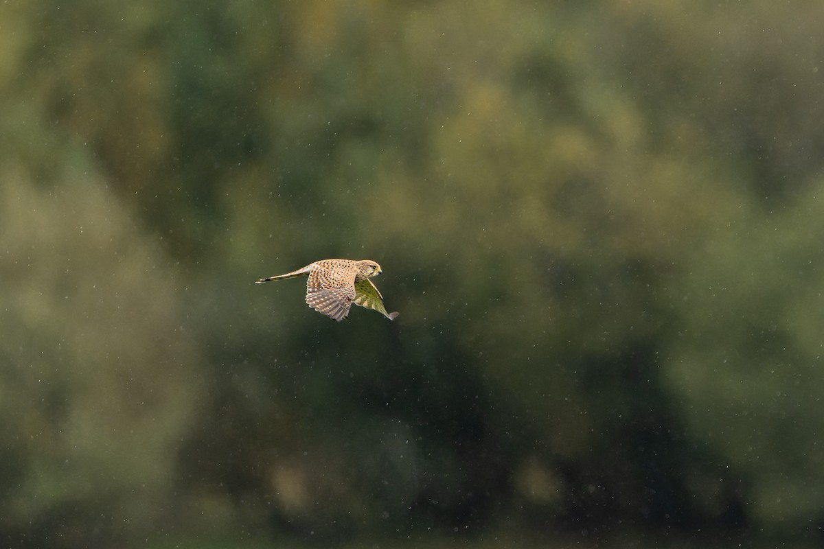 Eurasian Kestrel - ML641969615