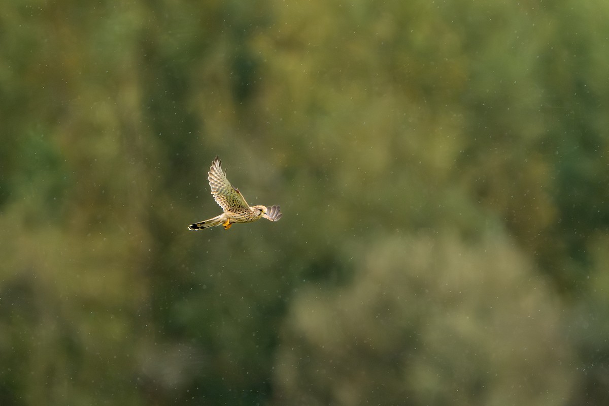 Eurasian Kestrel - ML641969616
