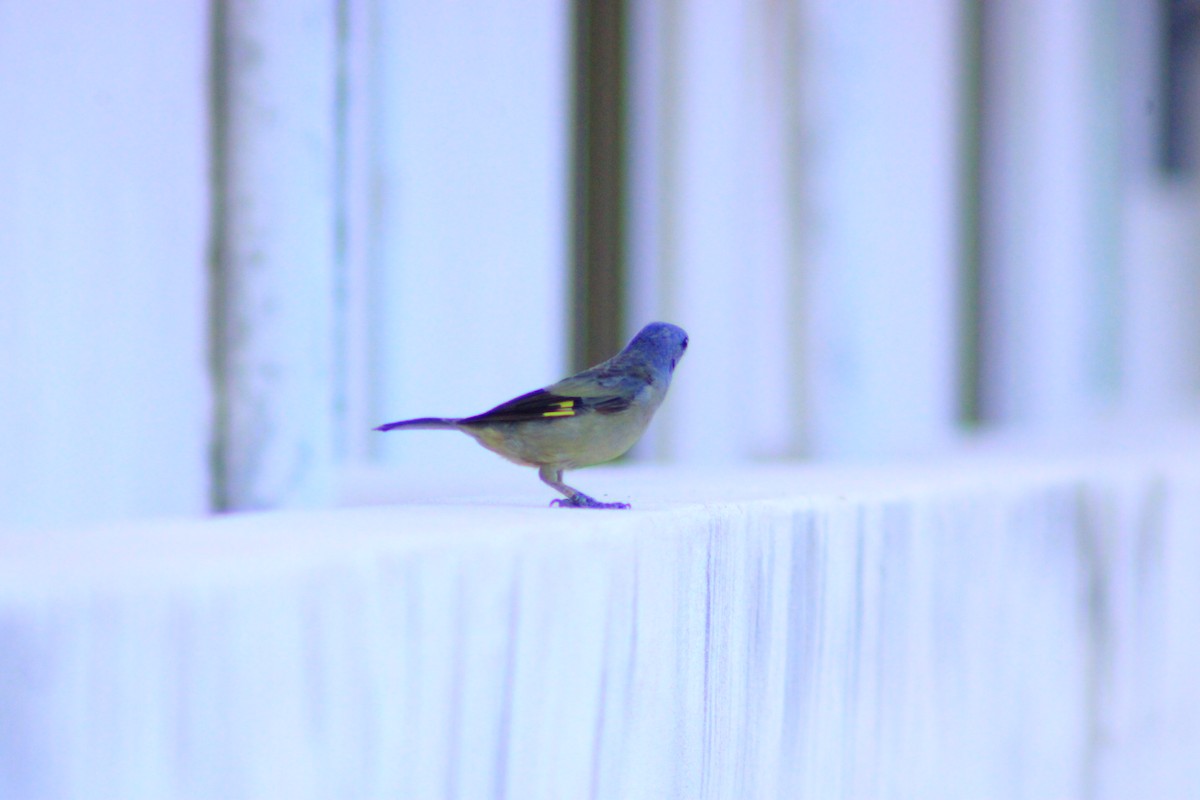Yellow-winged Tanager - ML641969623