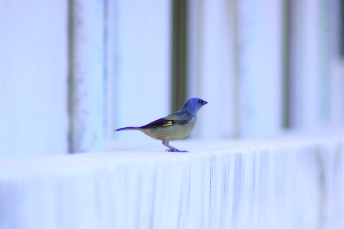 Yellow-winged Tanager - ML641969624