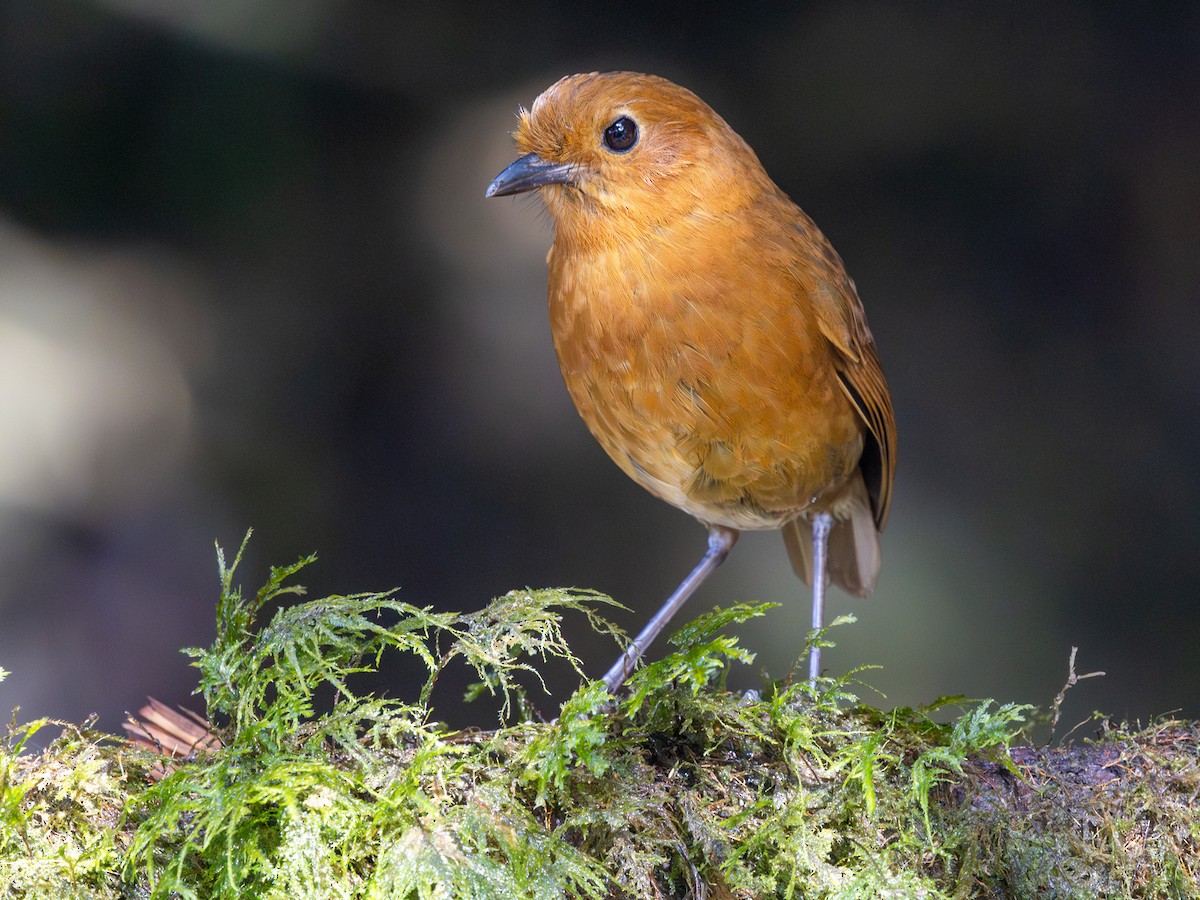 Equatorial Antpitta - ML641969645