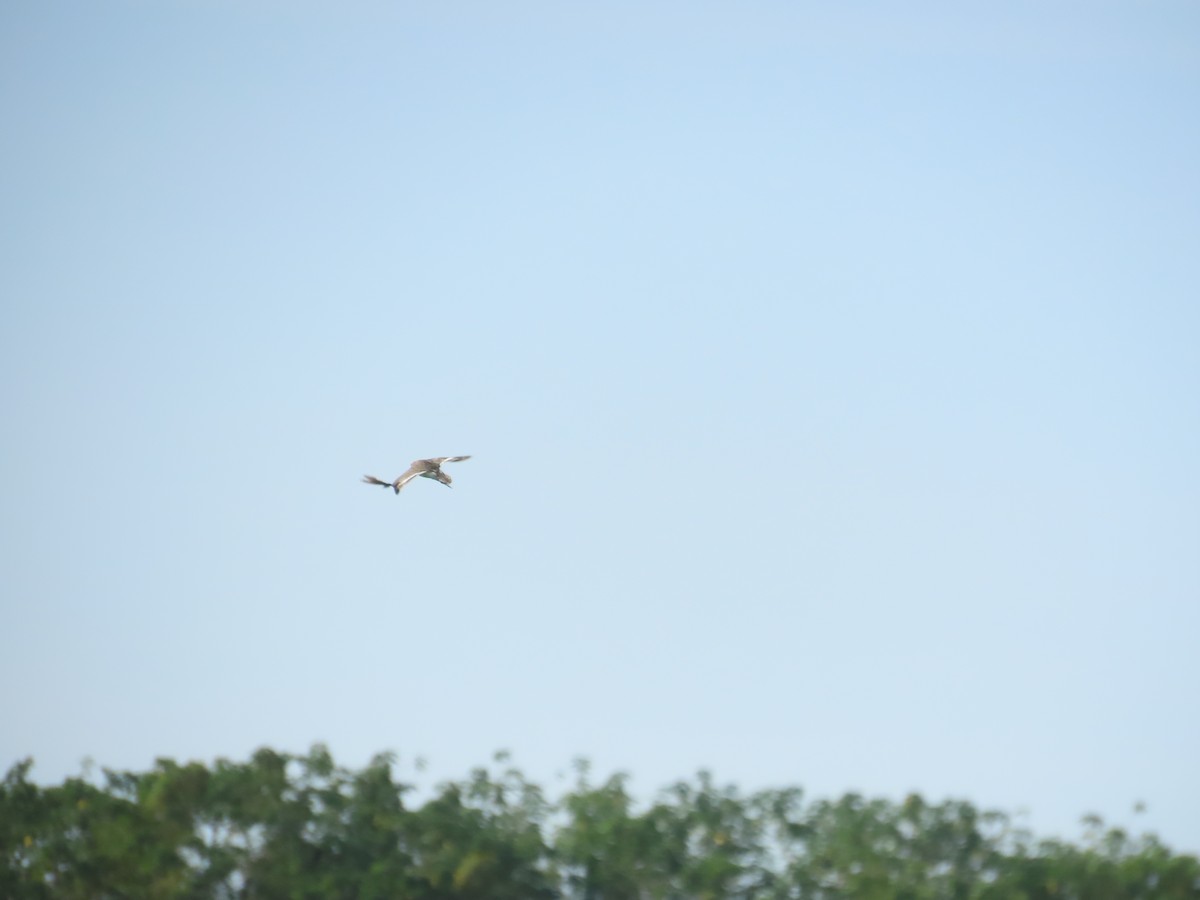 Common Sandpiper - ML641969665
