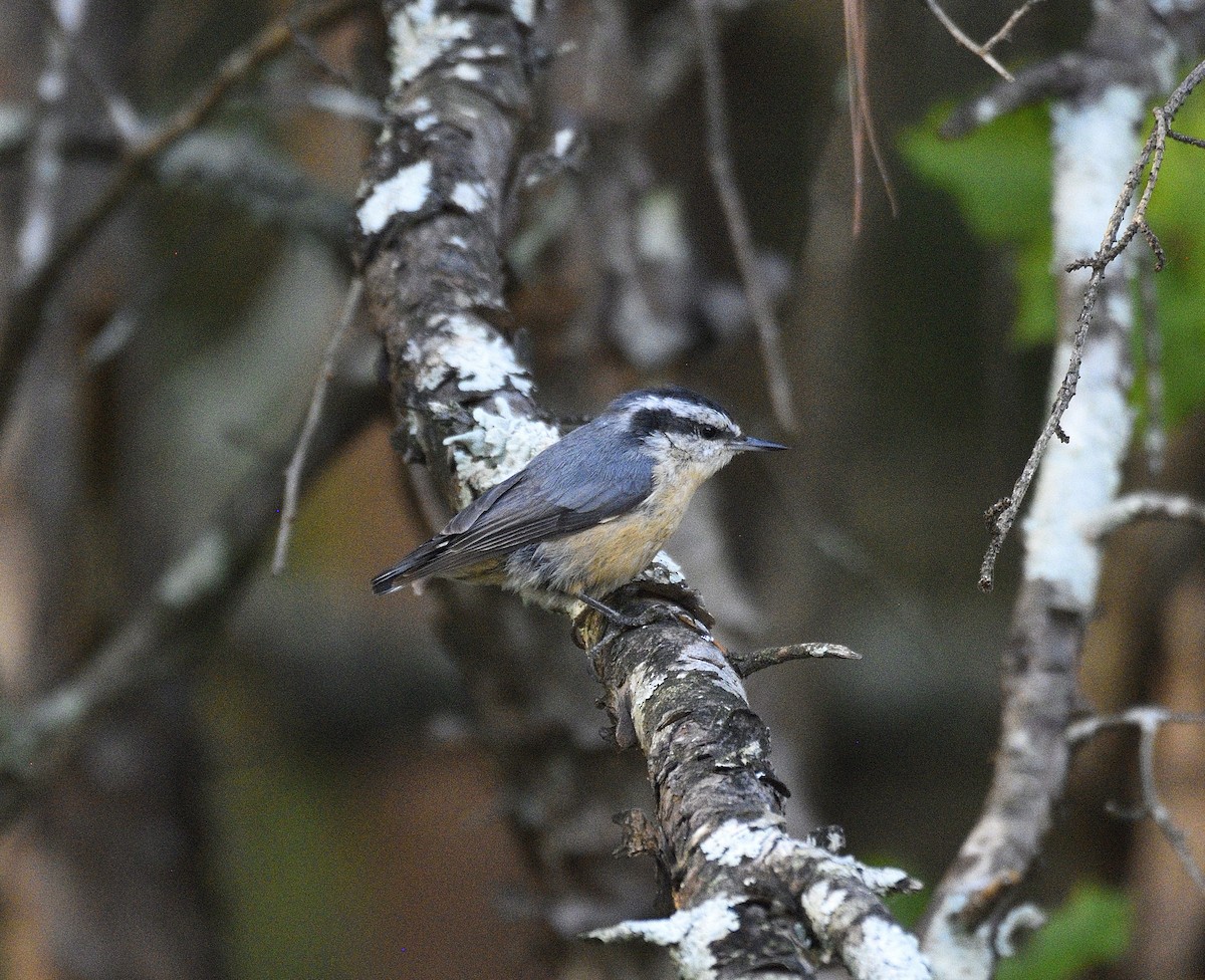 Red-breasted Nuthatch - ML641969670