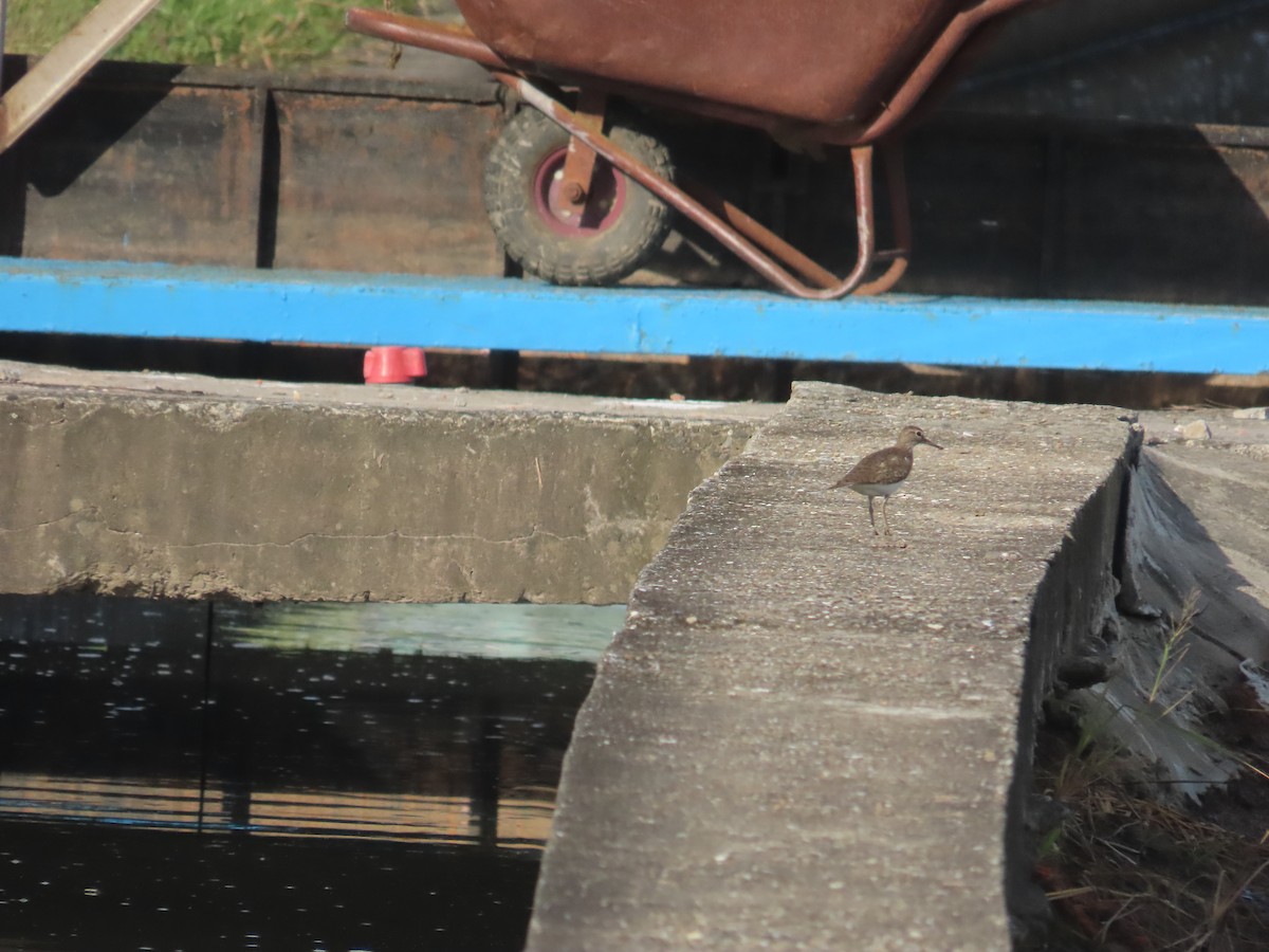 Common Sandpiper - ML641969686