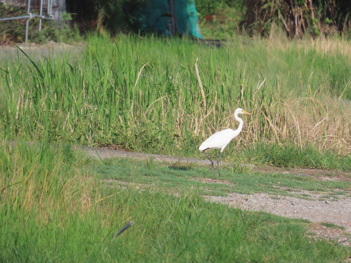 Medium Egret - ML641969711