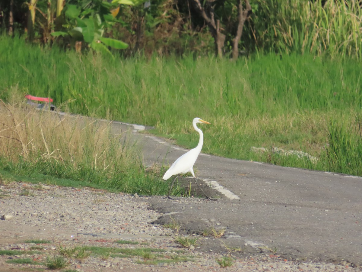 Medium Egret - ML641969712