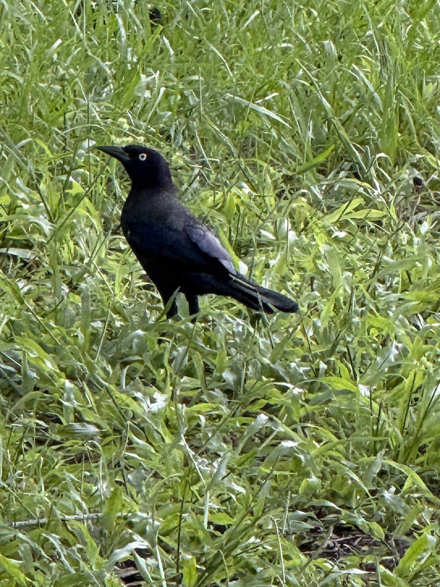 Common Grackle - ML641969737