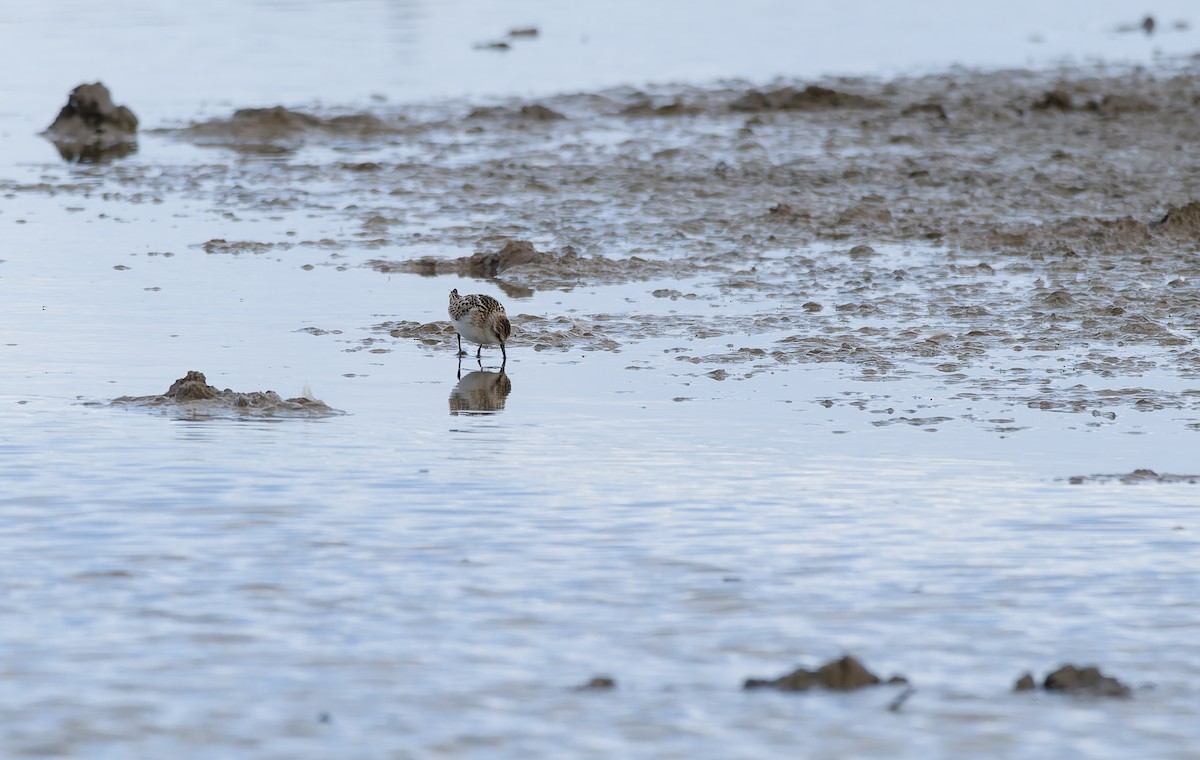 Little Stint - ML641969776