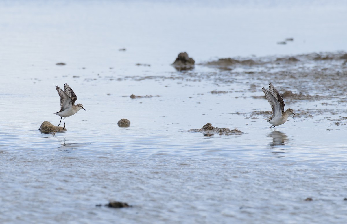 Little Stint - ML641969777