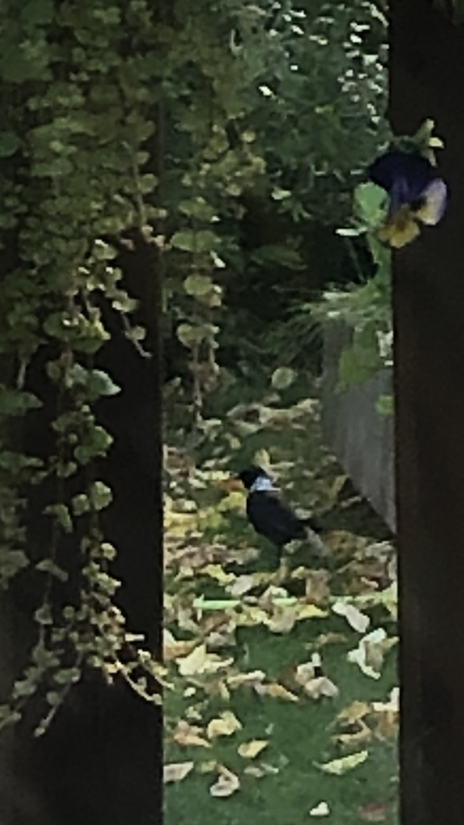 Common Grackle - ML641969778