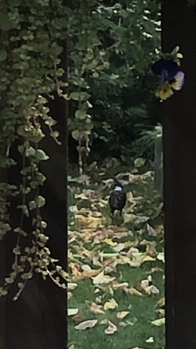 Common Grackle - ML641969779