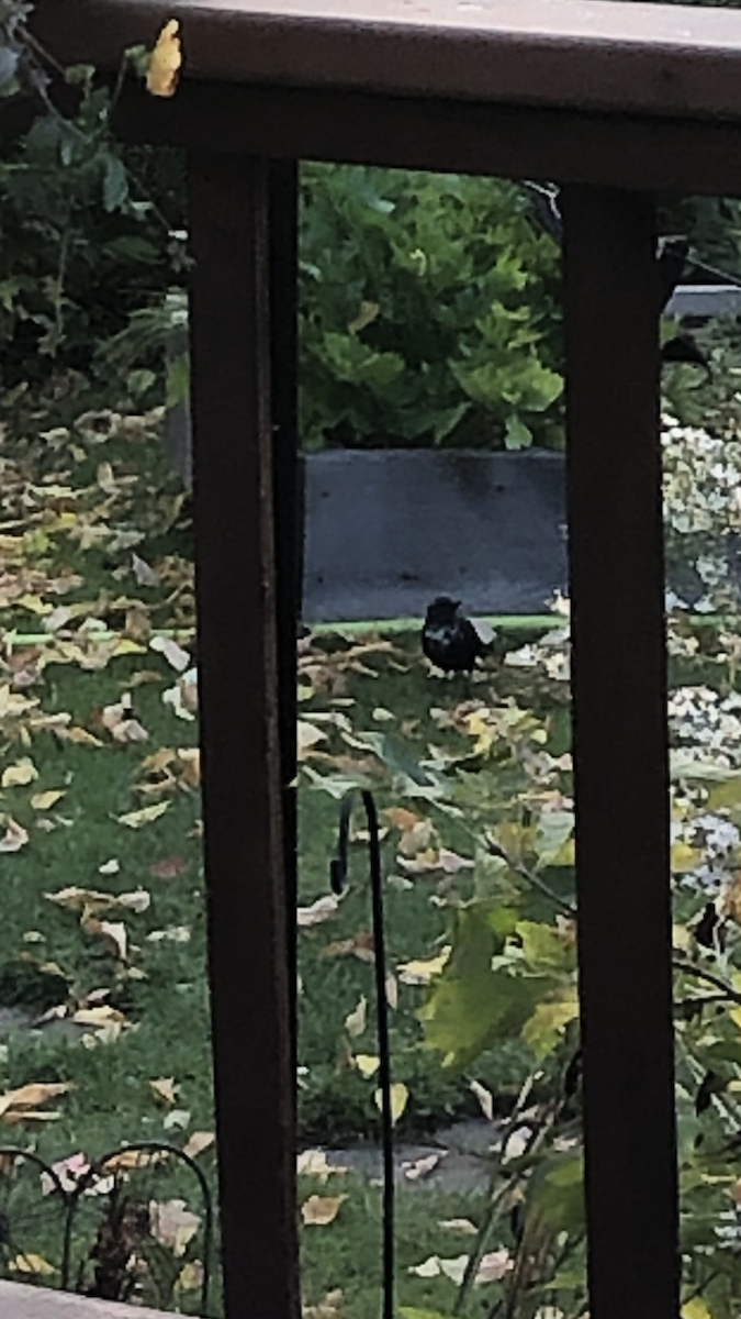 Common Grackle - ML641969780