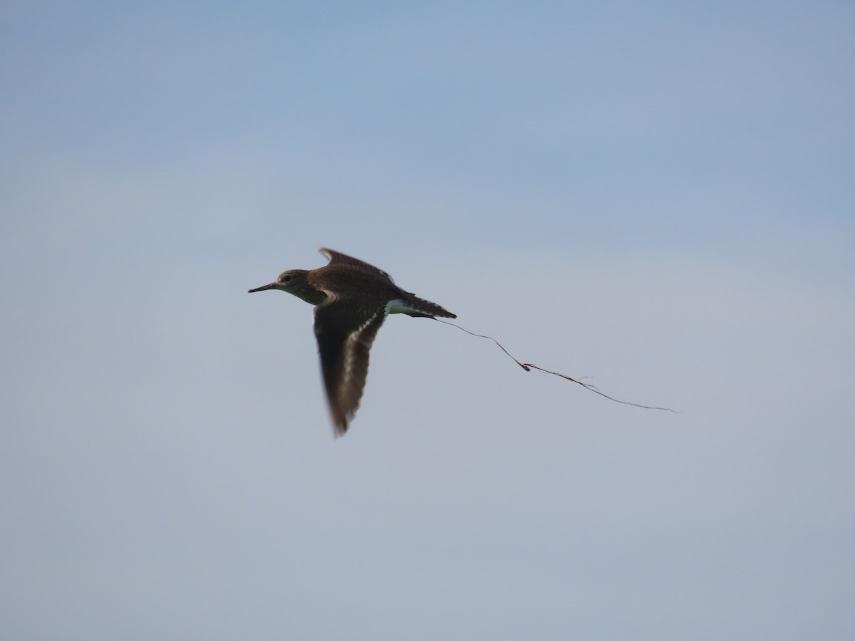 Common Sandpiper - ML641969788