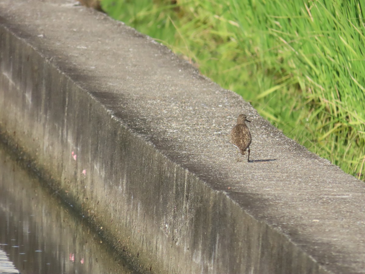 Common Sandpiper - ML641969790
