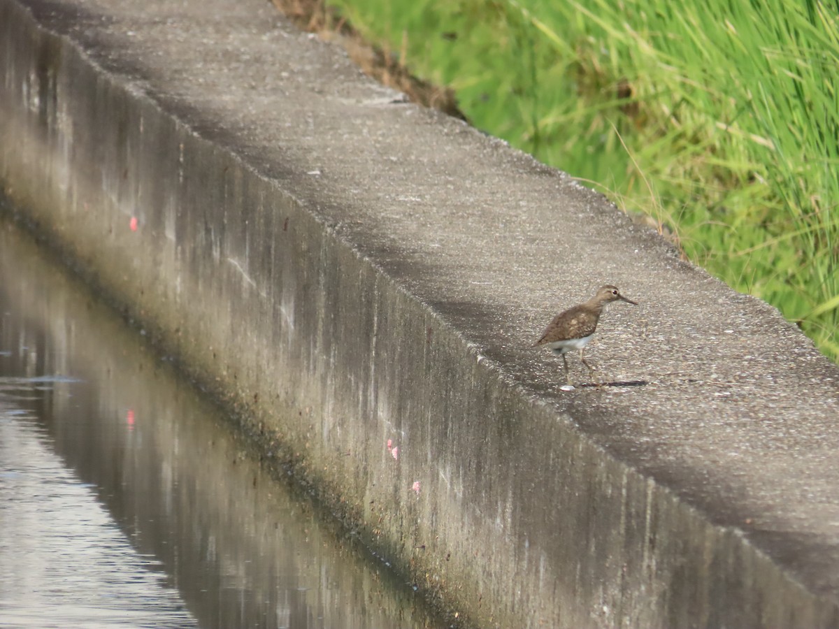 Common Sandpiper - ML641969792