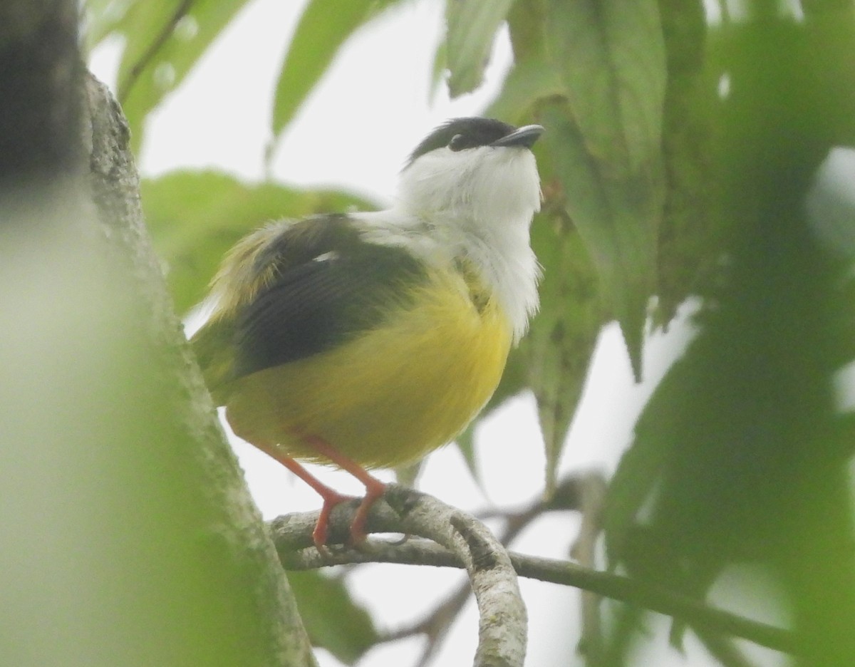 White-collared Manakin - ML641969849