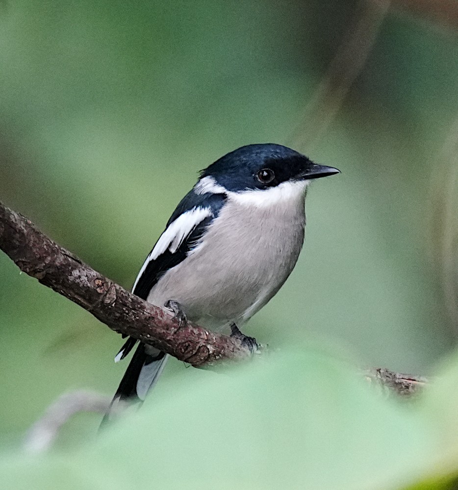 Bar-winged Flycatcher-shrike - ML641969860