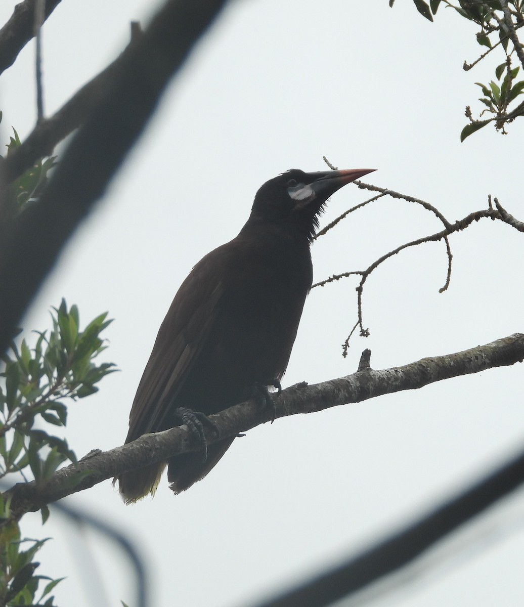 Montezuma Oropendola - ML641969864