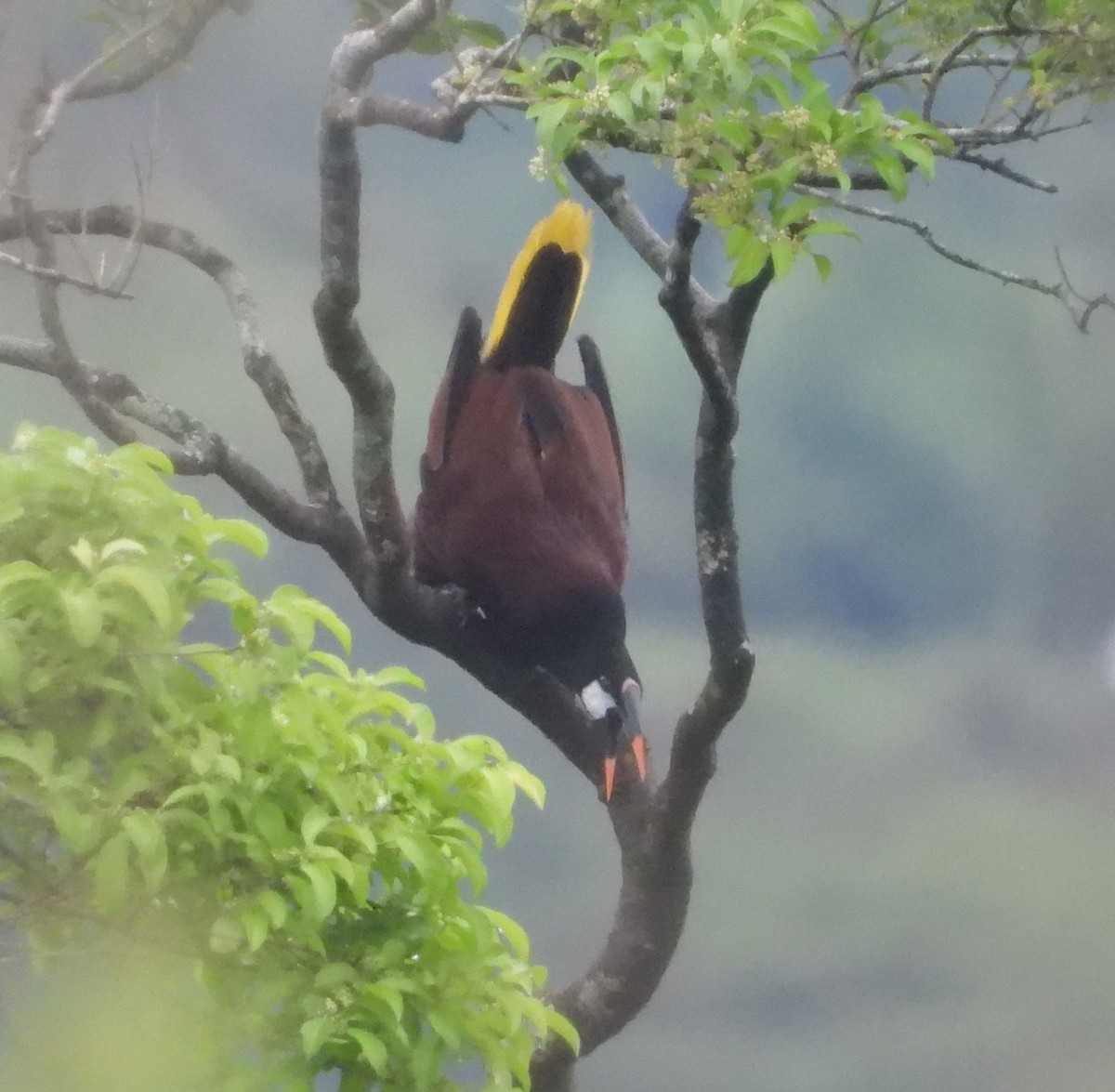 Montezuma Oropendola - ML641969865