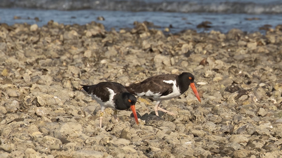 American Oystercatcher - ML641969887
