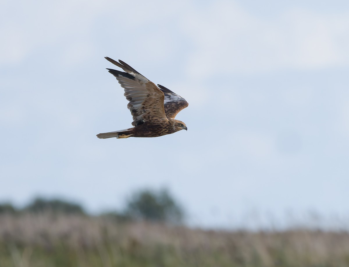 Western Marsh Harrier - ML641969891