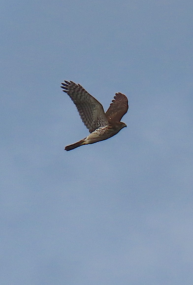 Cooper's Hawk - ML641969896