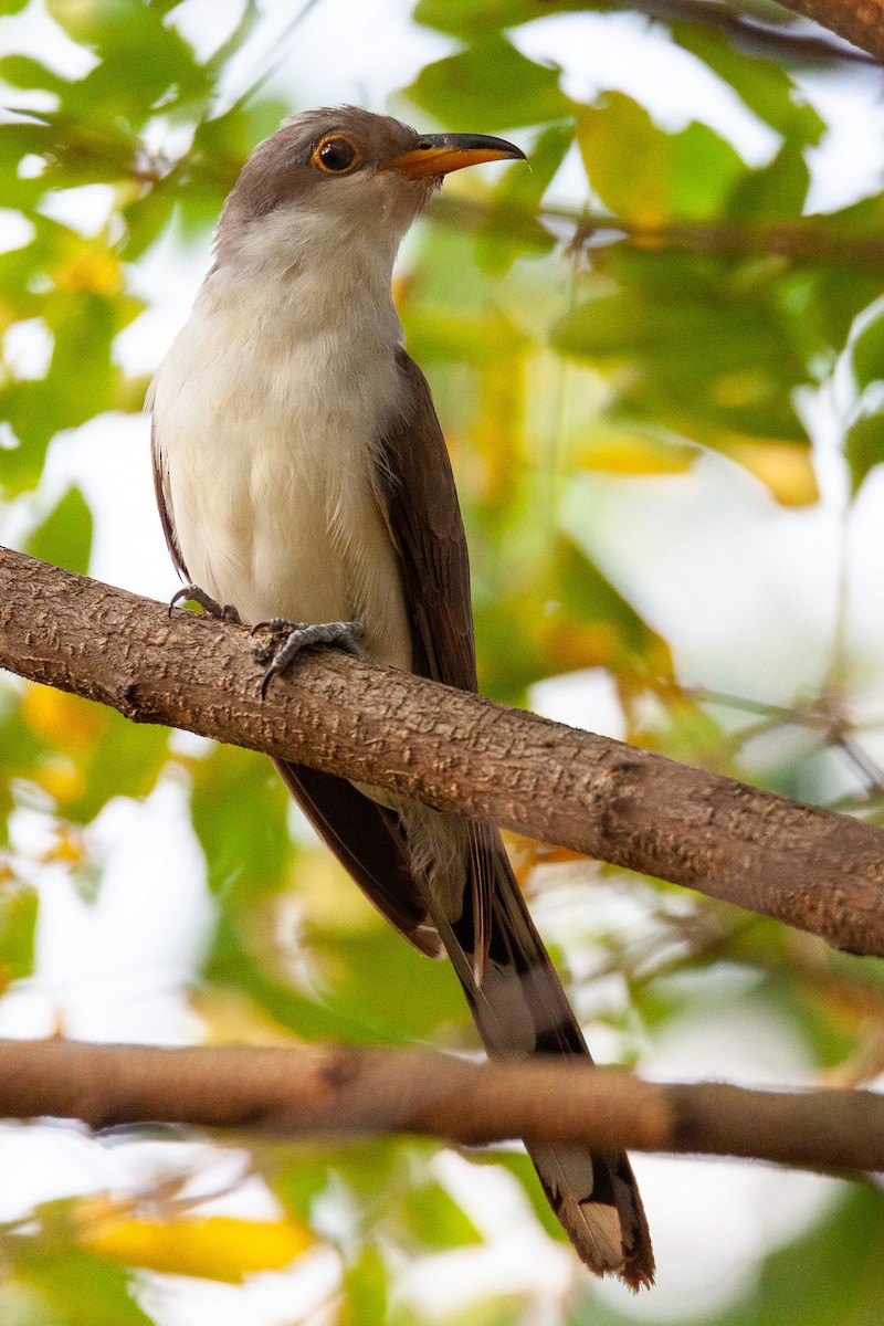 Yellow-billed Cuckoo - ML641969919