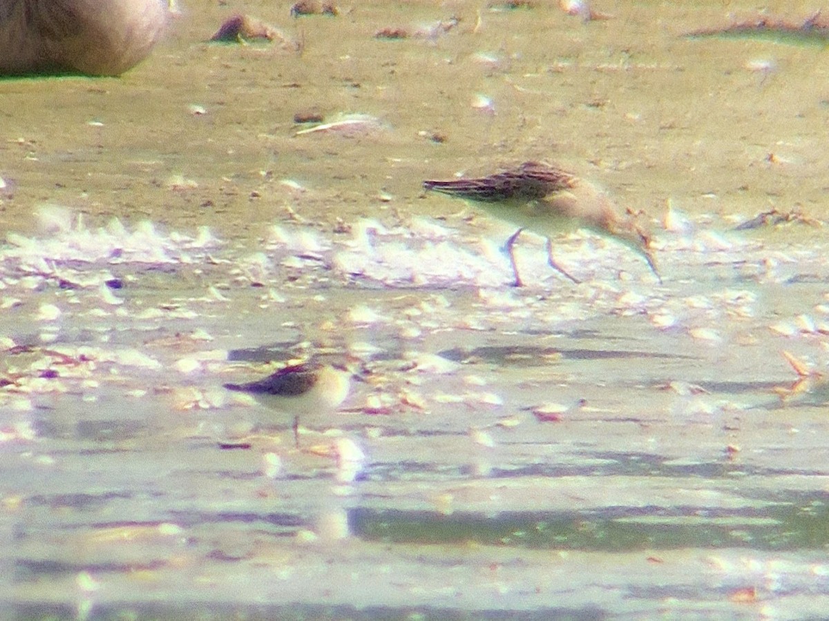 Little Stint - ML641969938