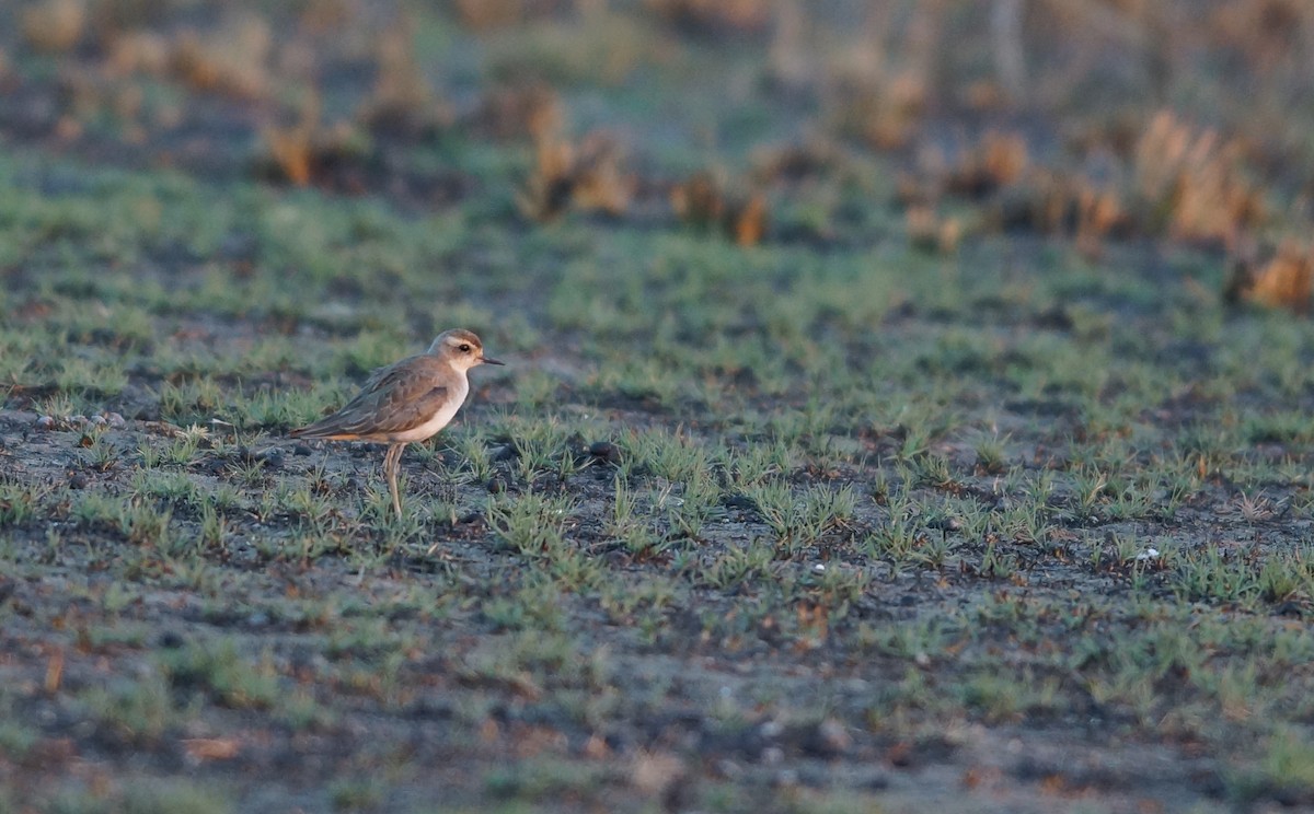 Caspian Plover - ML641969949