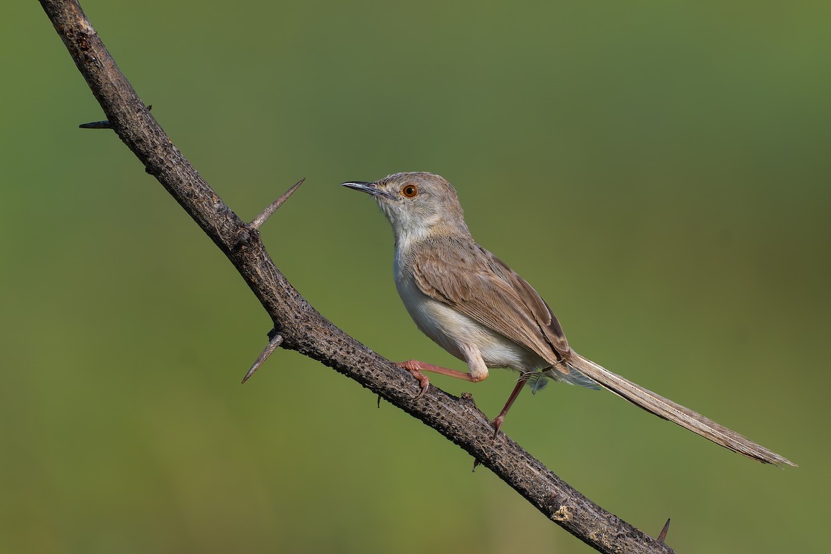 Prinia fina - ML641969952